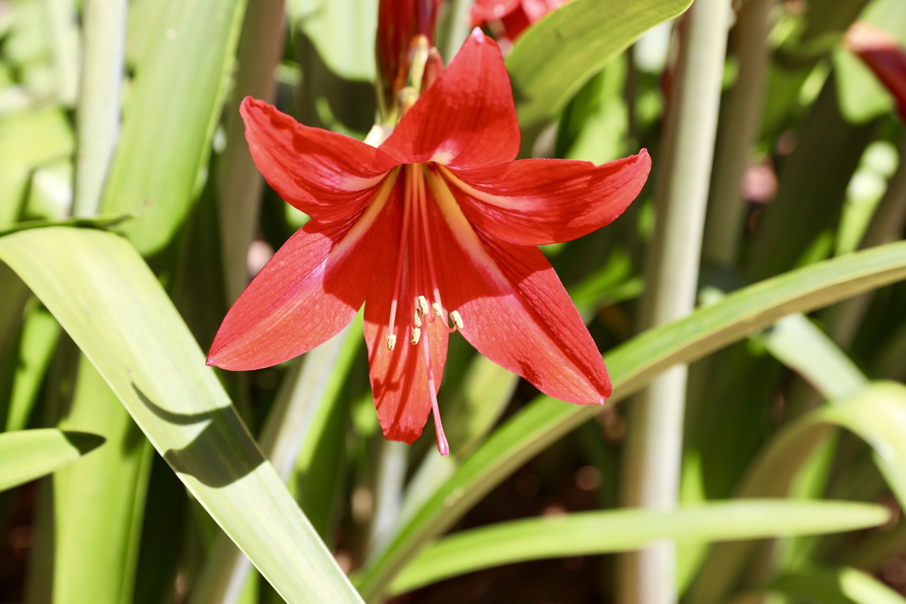 Amaryllis Bloom